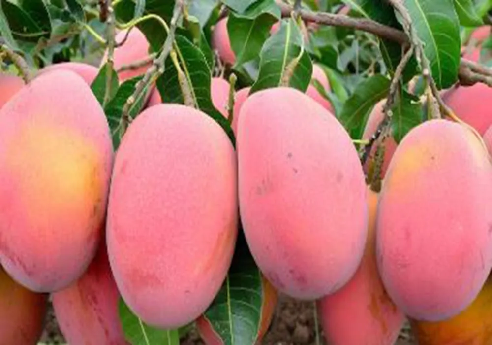 مانجو زراعة مصر